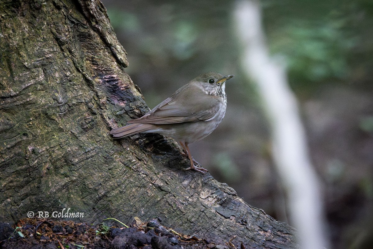 Gray-cheeked Thrush - ML636442239