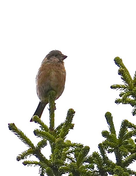 Three-banded Rosefinch - ML636442271