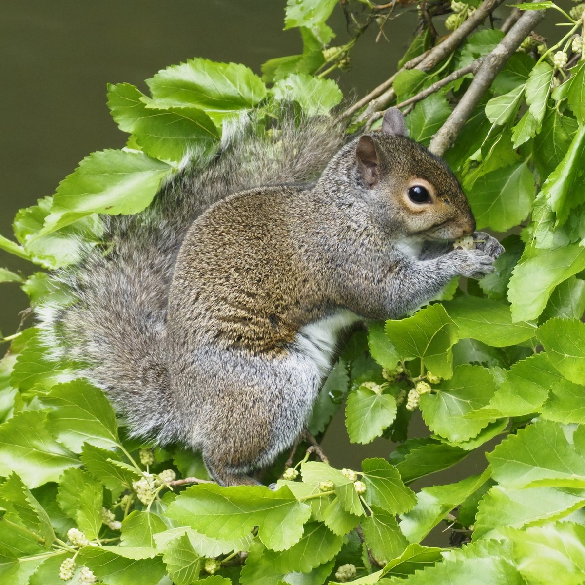 Mammals - ML636442286