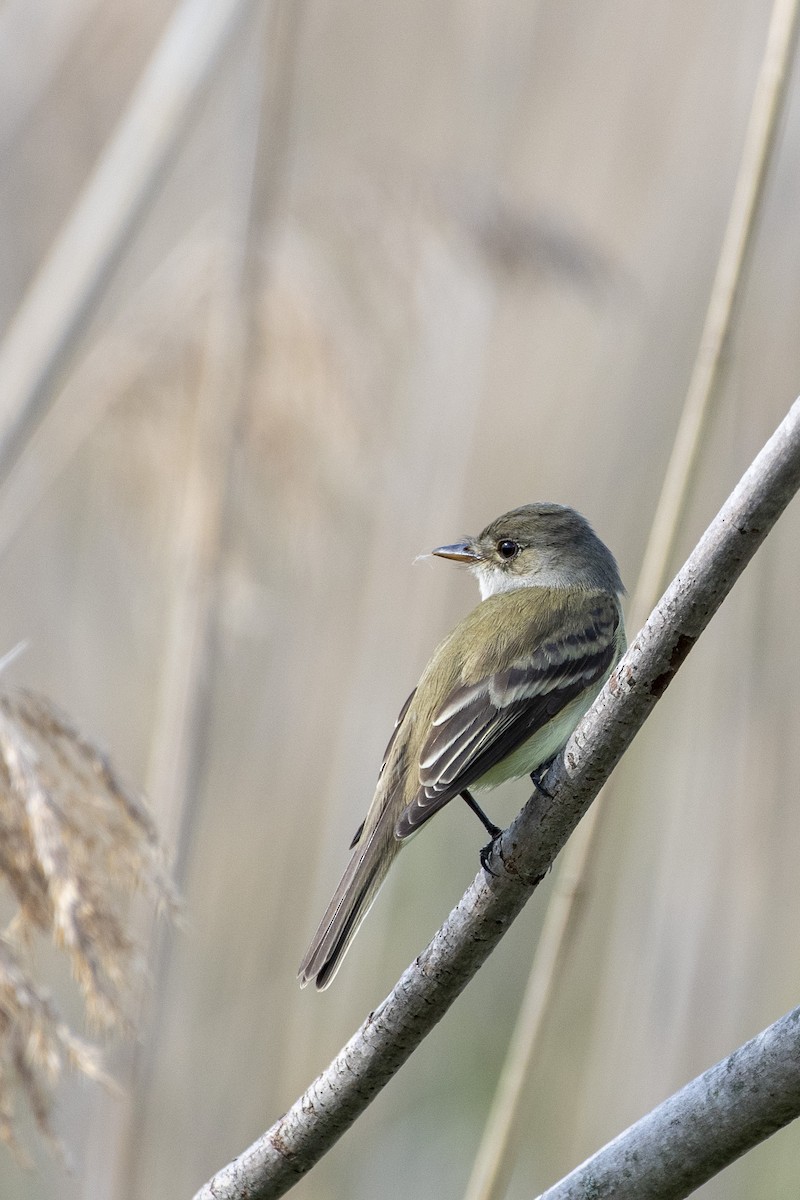 Willow Flycatcher - ML636442463