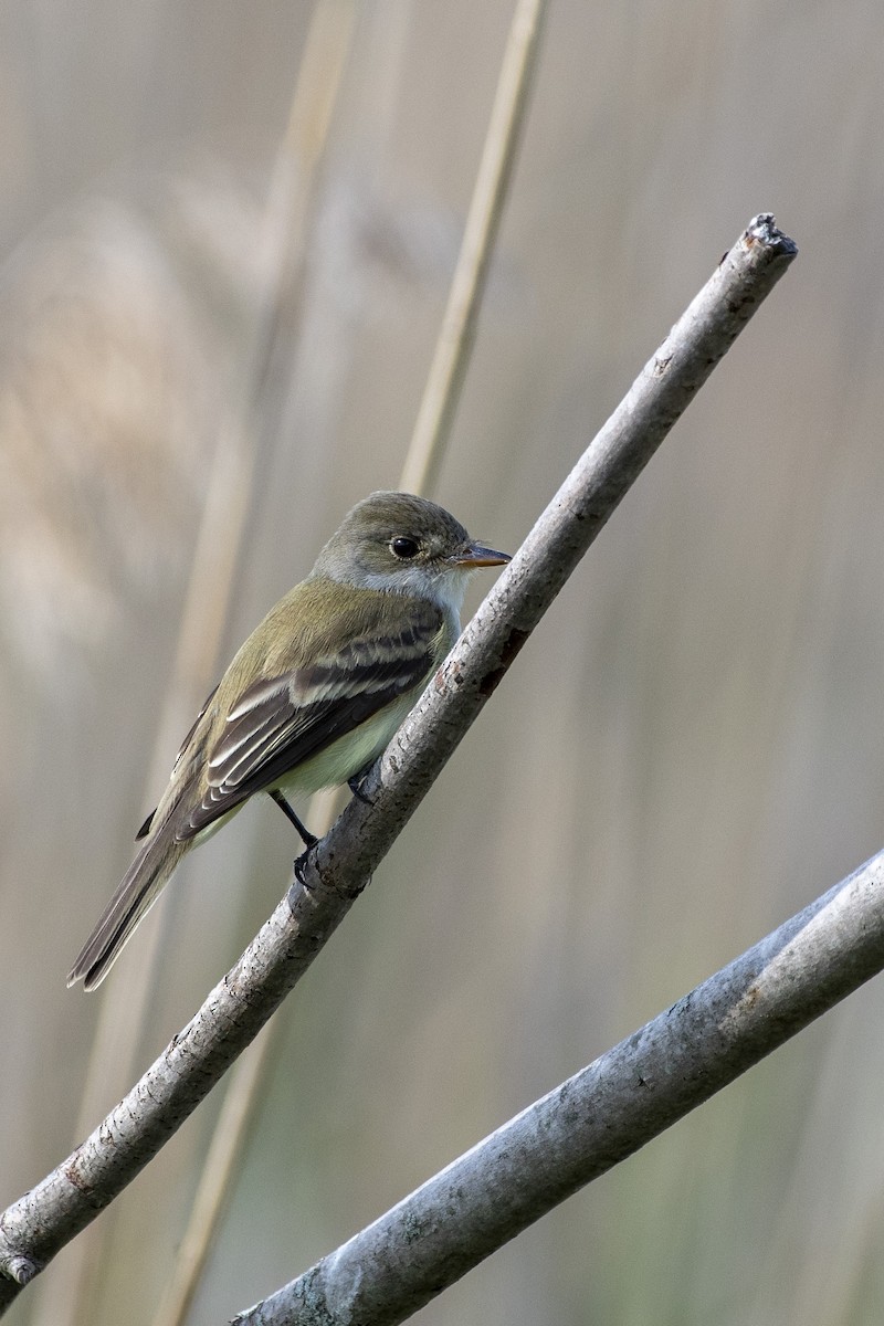 Willow Flycatcher - ML636442464