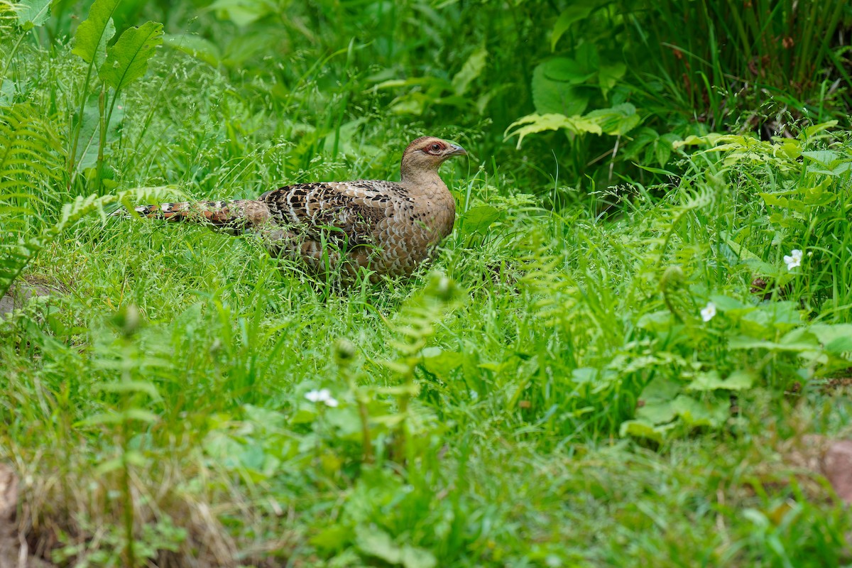 Mrs. Hume's Pheasant - ML636442490
