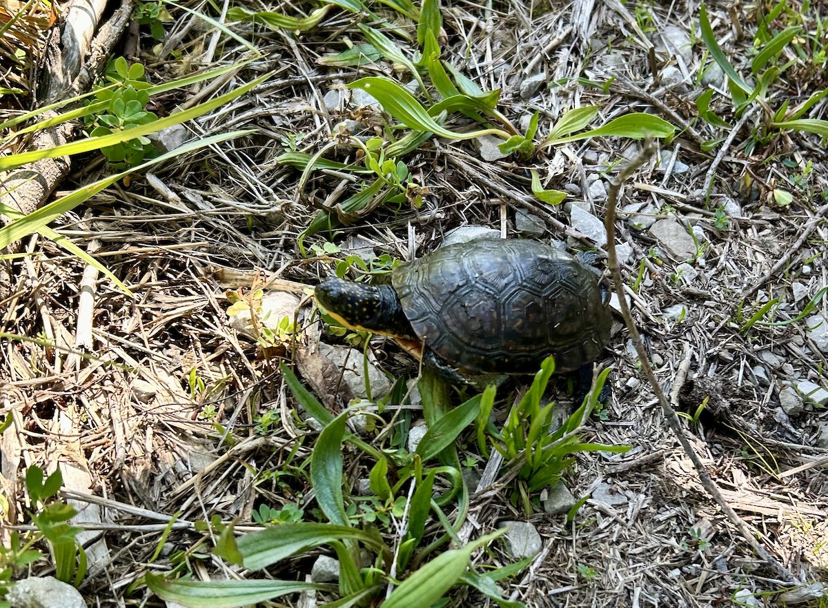 Amerikanische Sumpfschildkröte - ML636442615