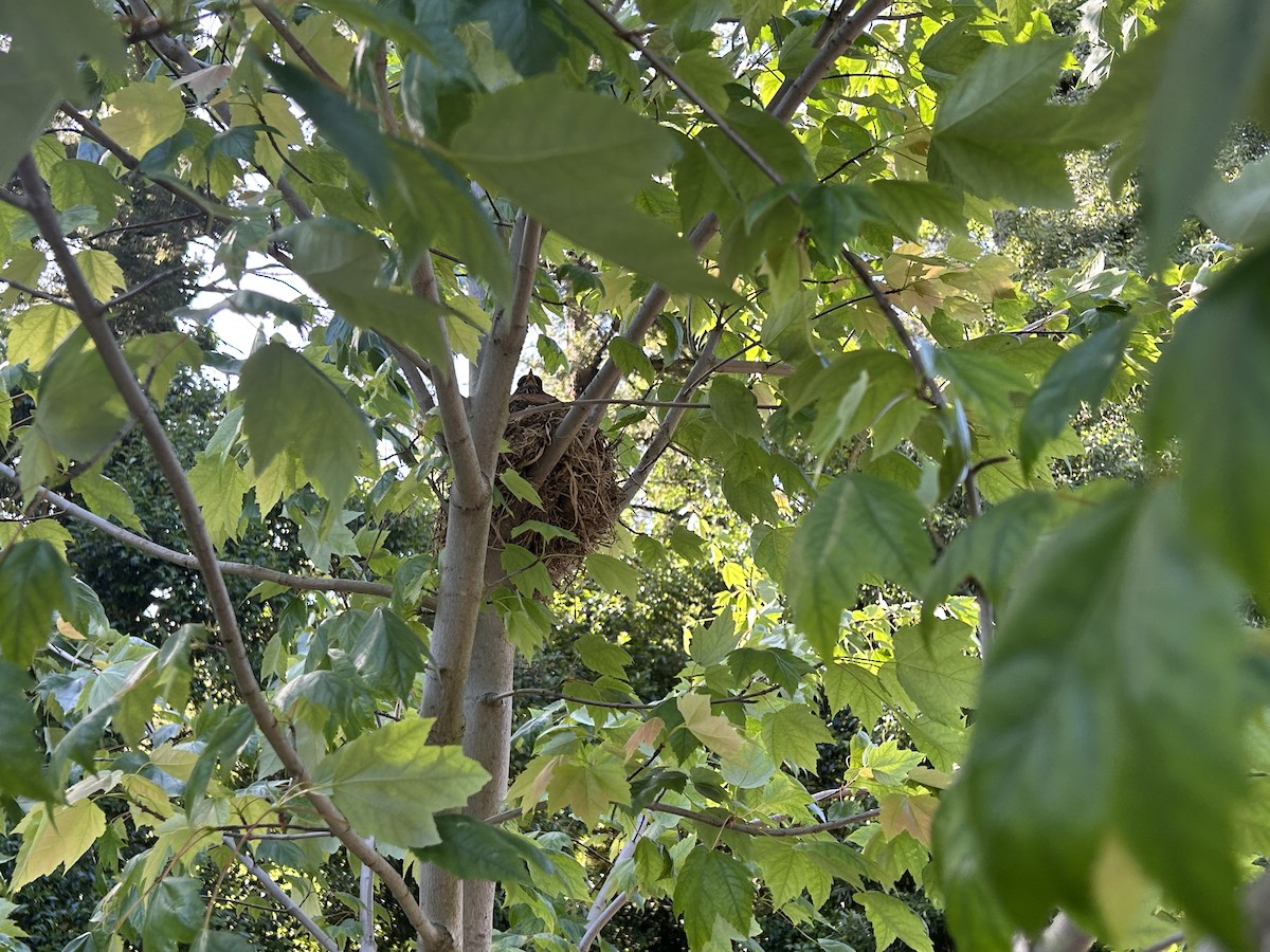 American Robin - ML636442753