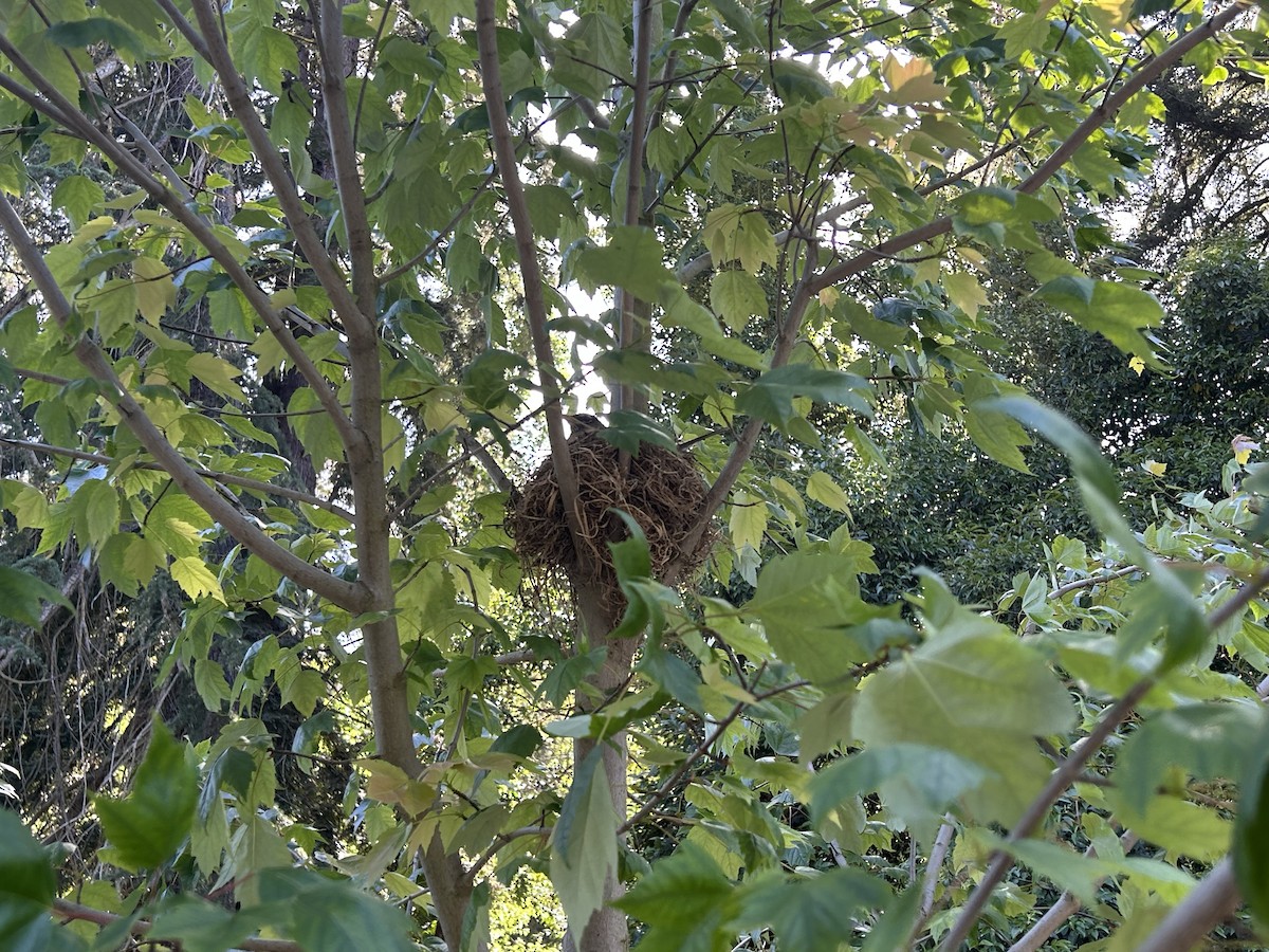 American Robin - ML636442754