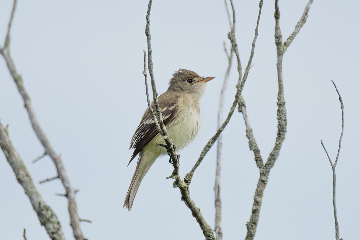 Willow Flycatcher - ML636442756