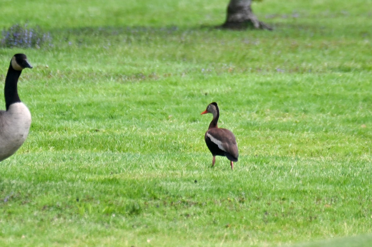 Rotschnabel-Pfeifgans - ML636442775