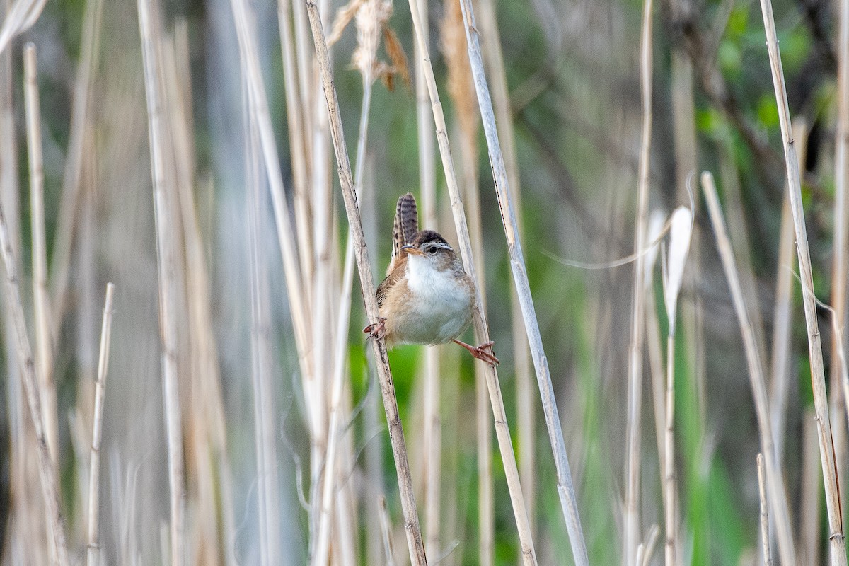 Marsh Wren - ML636442777