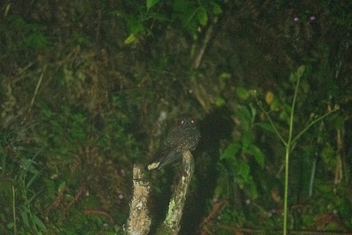 Dusky Nightjar - ML636442785