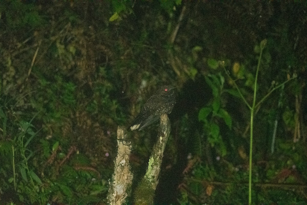 Dusky Nightjar - ML636442786
