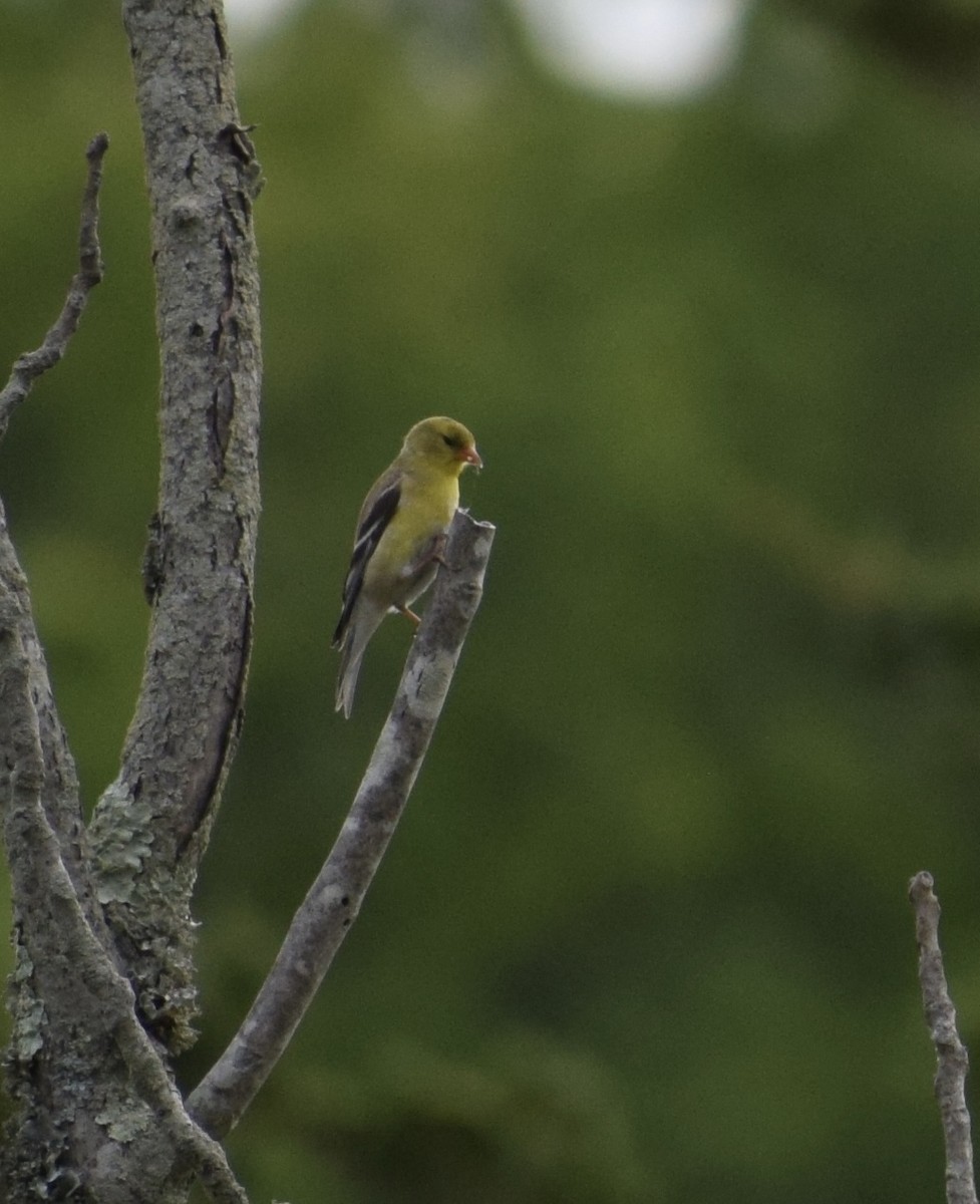 American Goldfinch - ML636442792