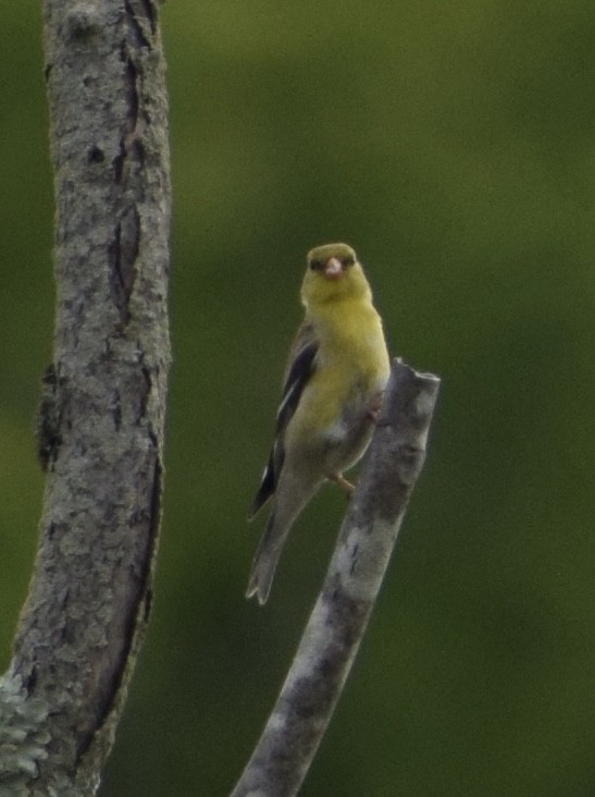 American Goldfinch - ML636442793