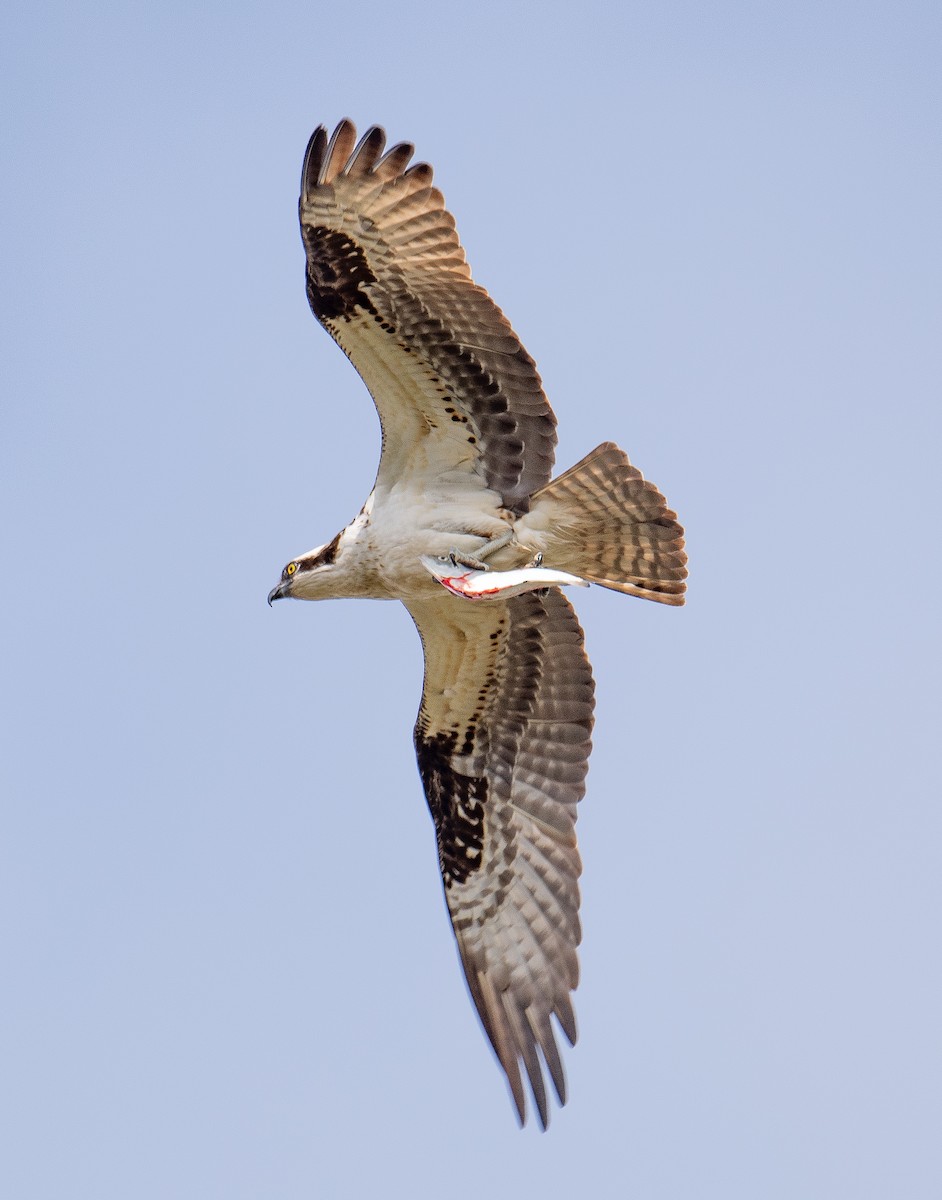 Osprey - ML636442803