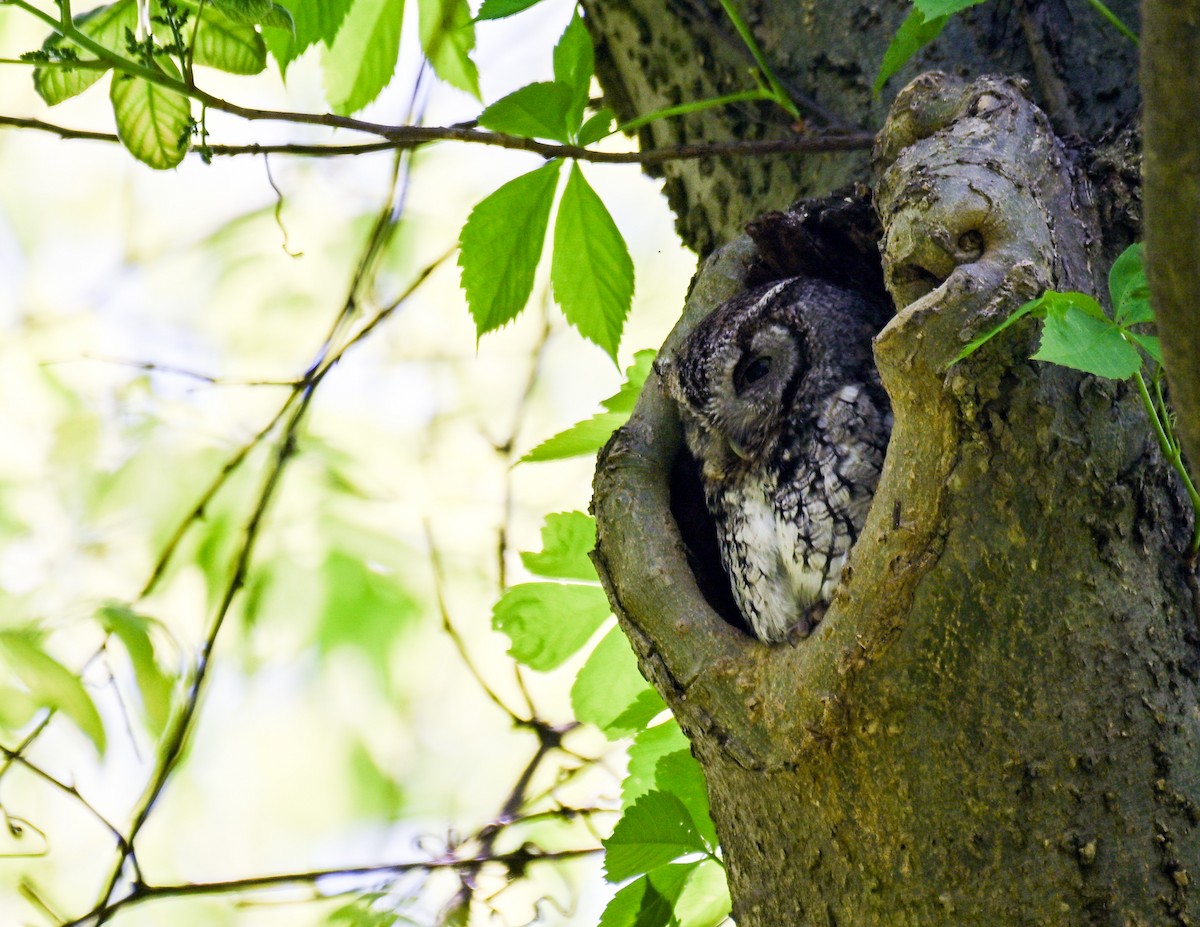 Ostkreischeule - ML636442804