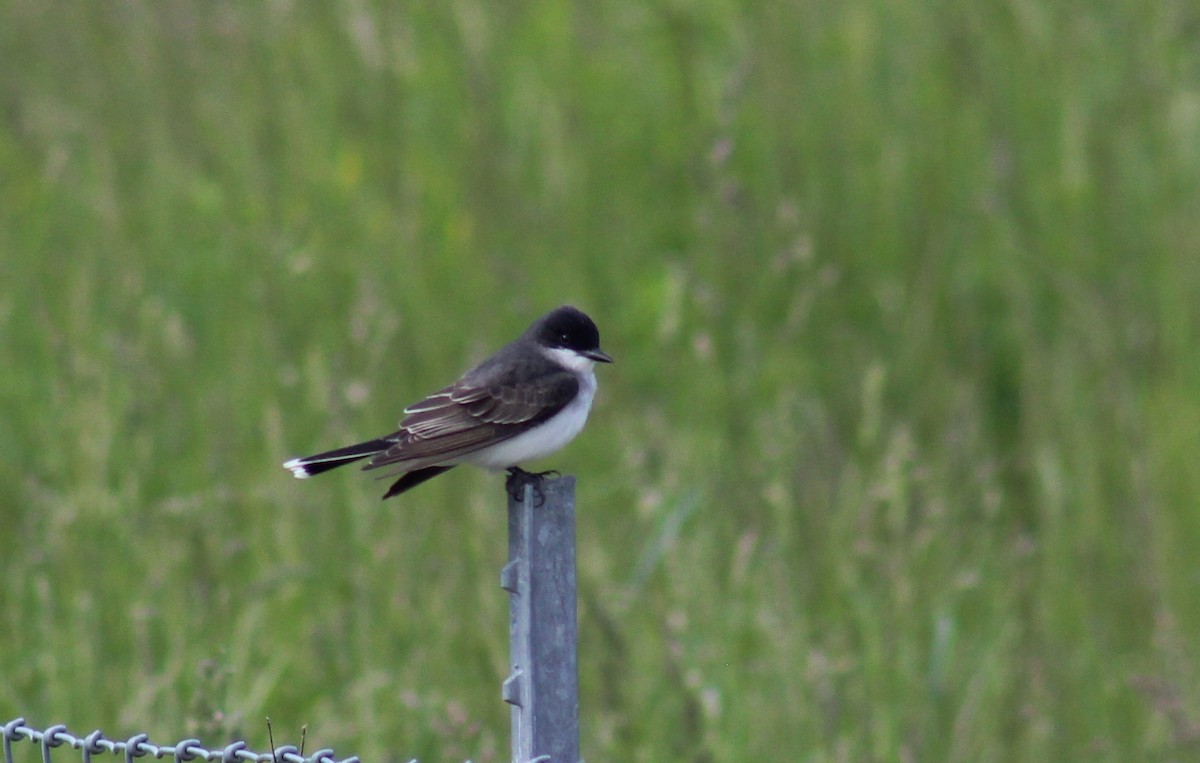 Eastern Kingbird - ML636442852