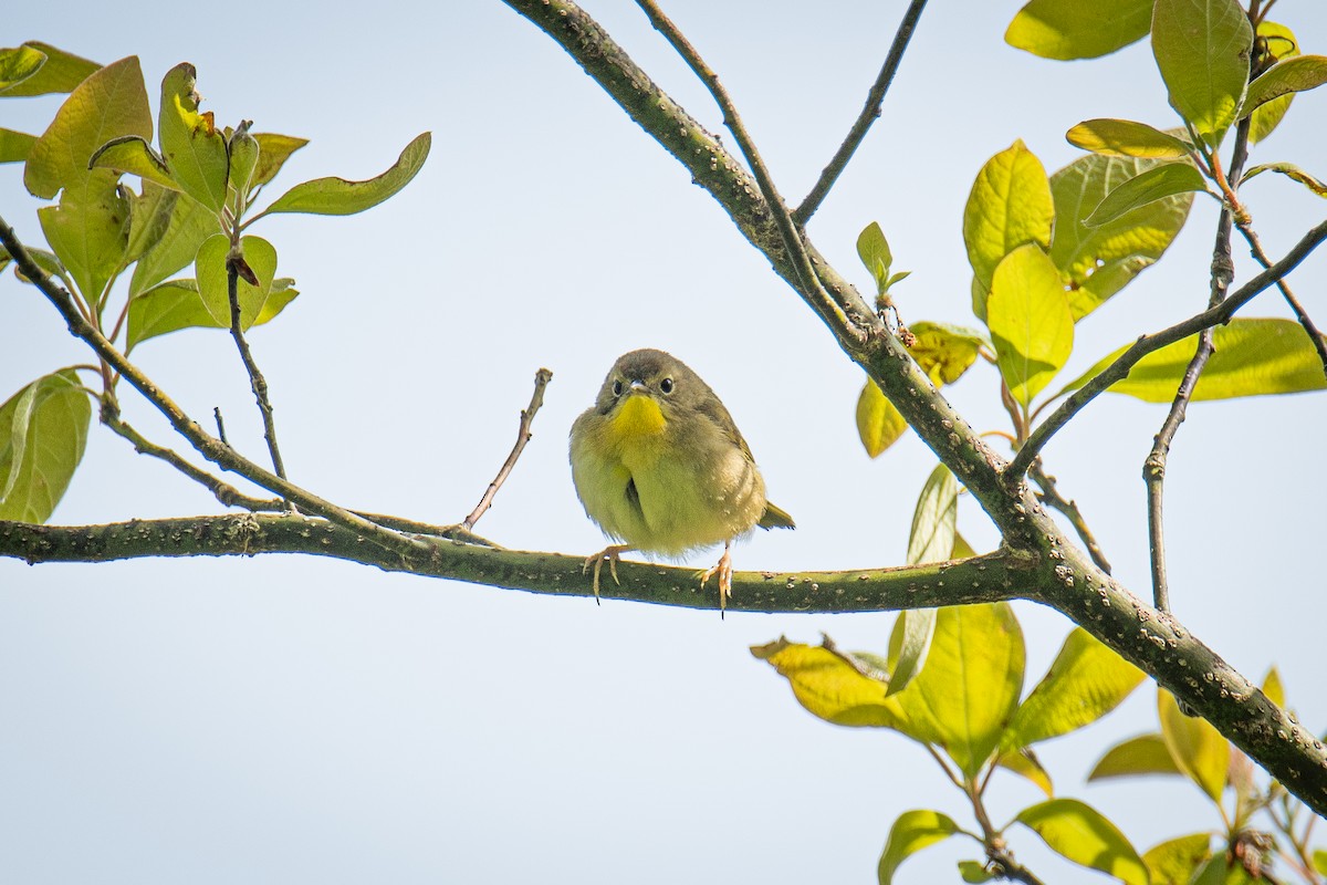 Common Yellowthroat - ML636442856