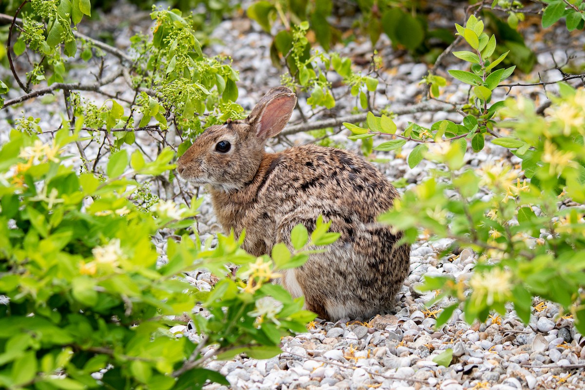 Eastern Cottontail - ML636442864