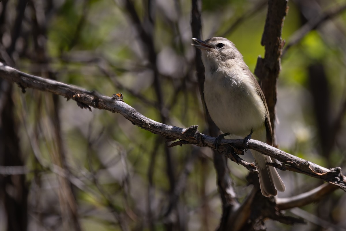 Warbling Vireo - ML636442882