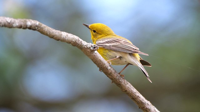 Kiefernwaldsänger - ML636442927