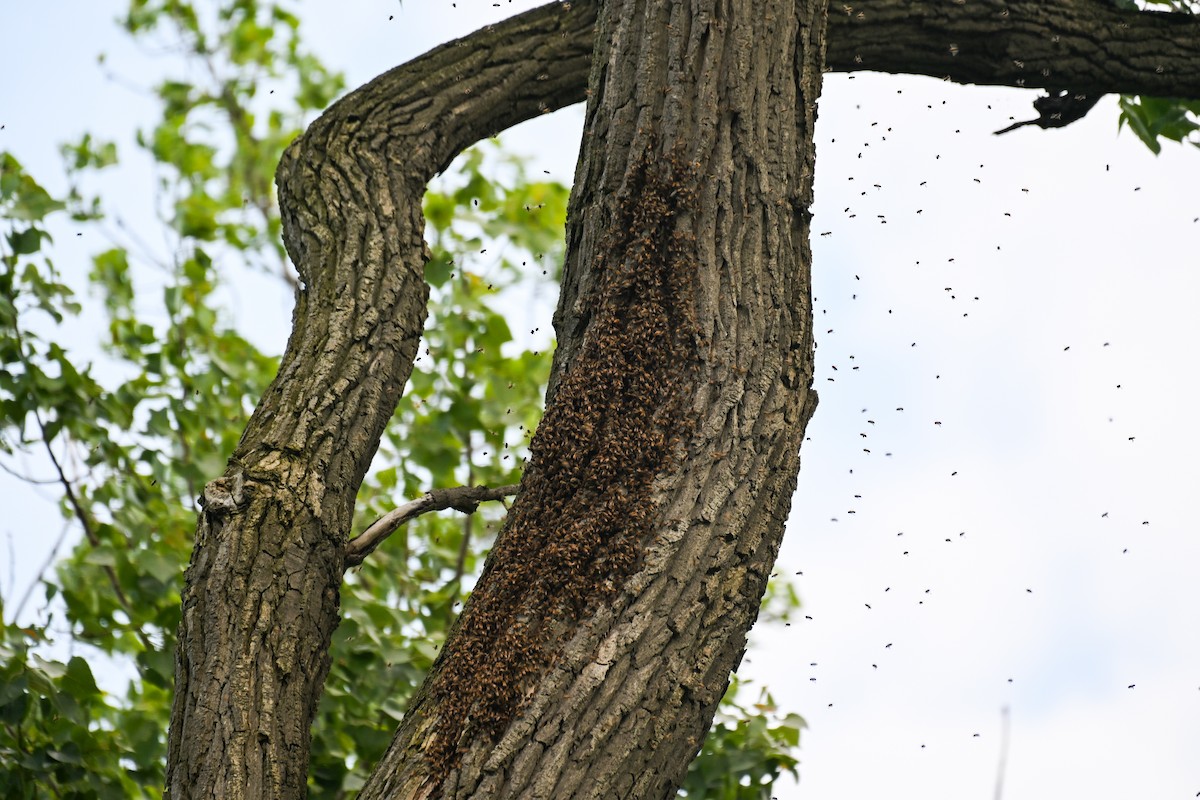 Hautflügler - ML636442965