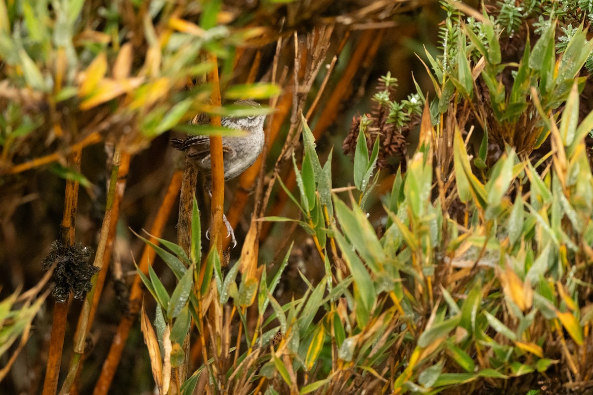 Timberline Wren - ML636442999