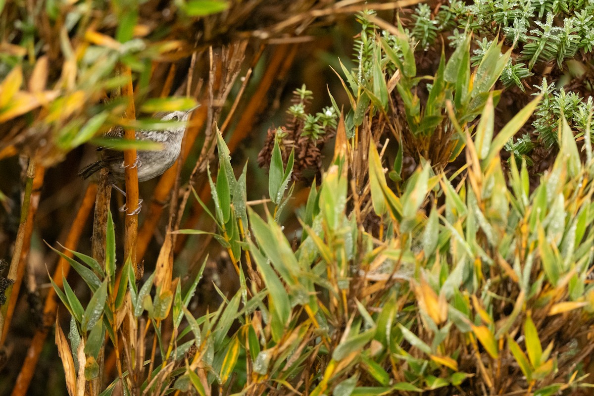 Timberline Wren - ML636443001