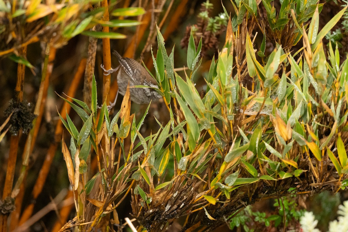 Timberline Wren - ML636443002