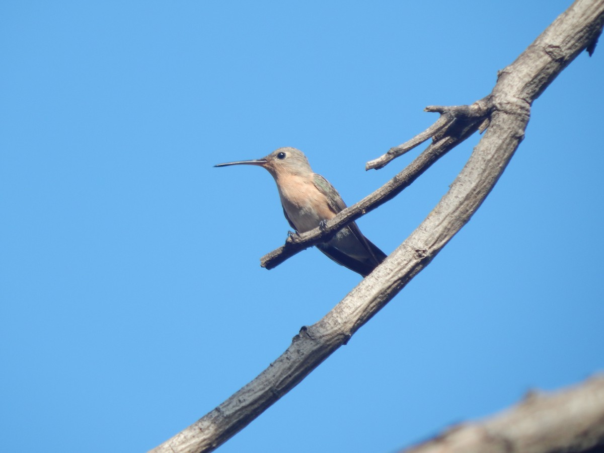 Buffy Hummingbird - ML636443007