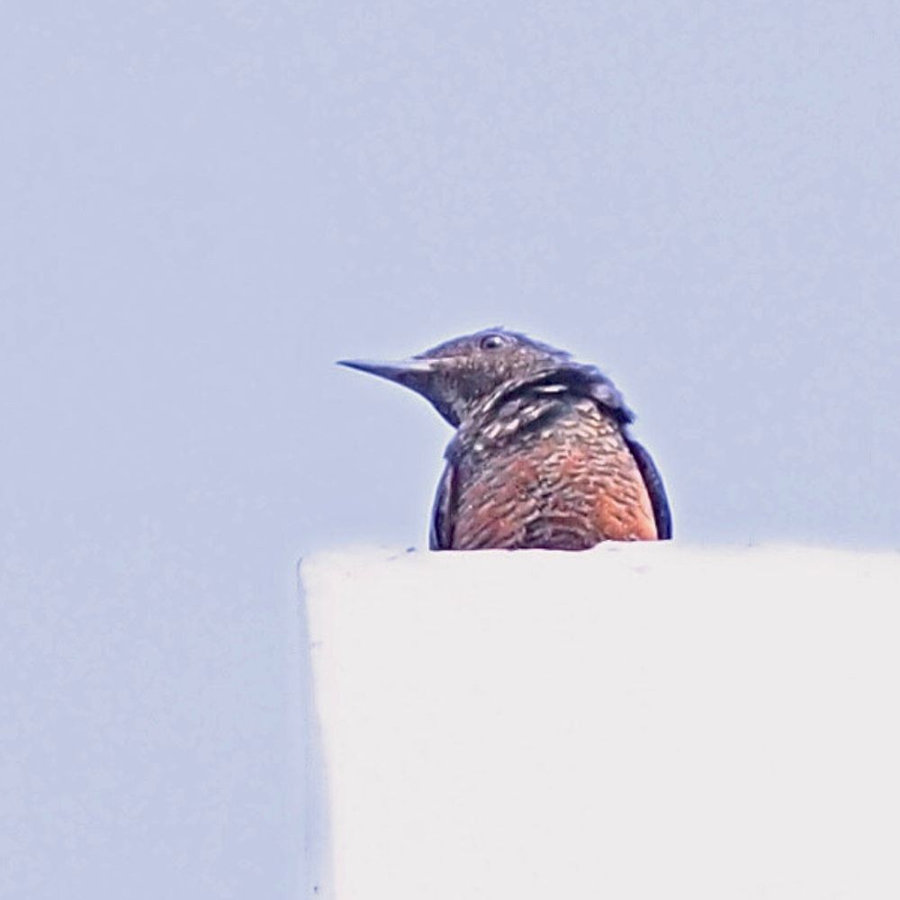 Blue Rock-Thrush - ML636443010