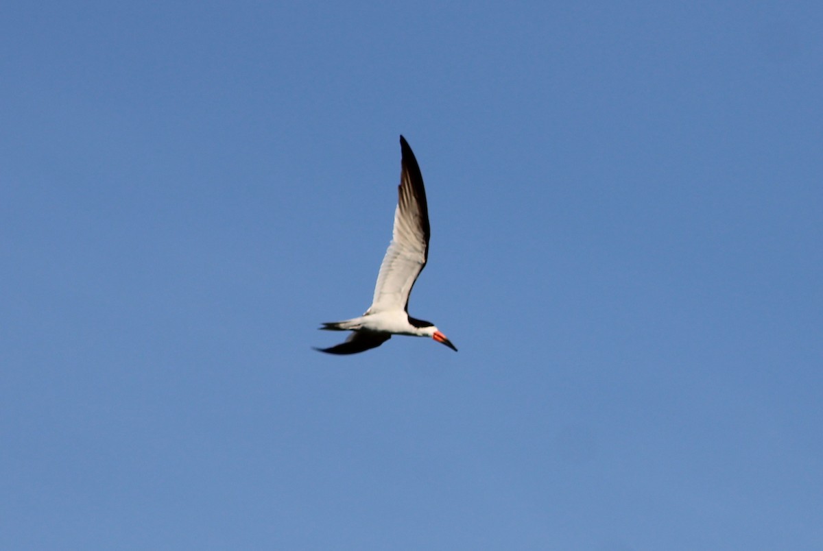 Black Skimmer - ML636443019