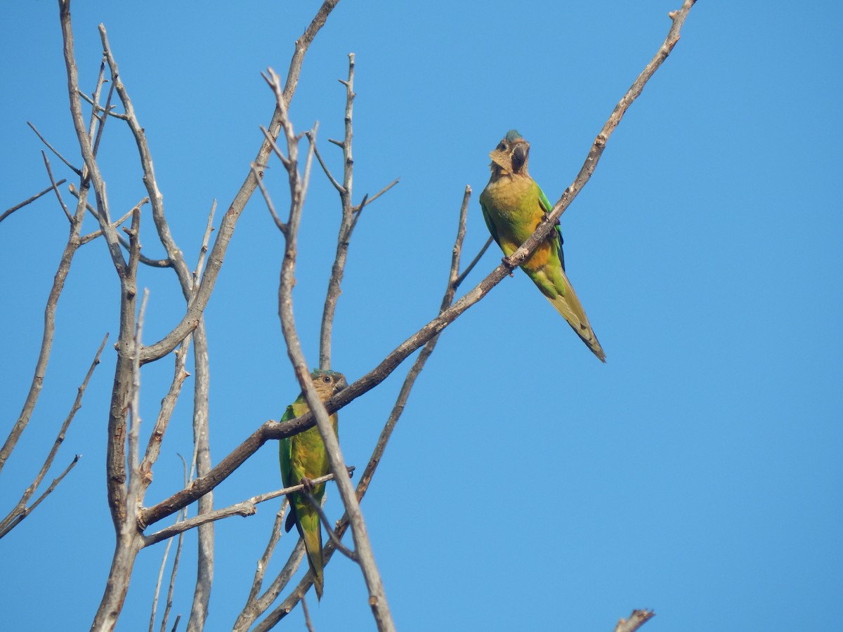 Brown-throated Parakeet - ML636443024