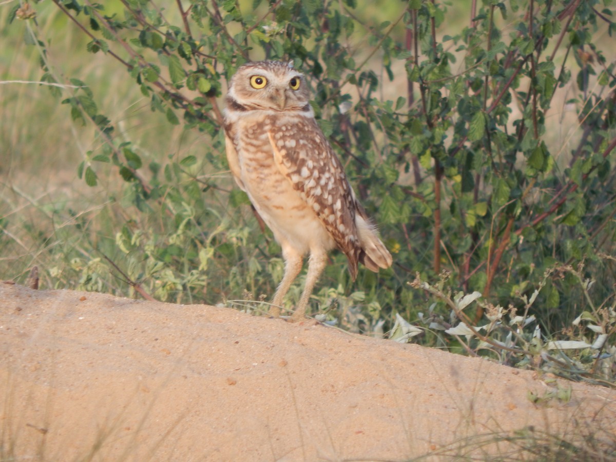 Burrowing Owl - ML636443055