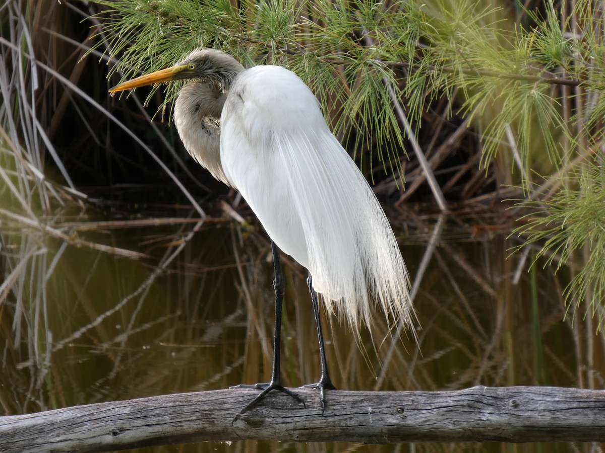 Great Egret - ML636443070