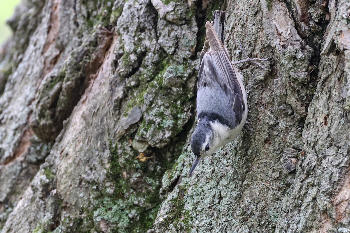 White-breasted Nuthatch - ML636443090