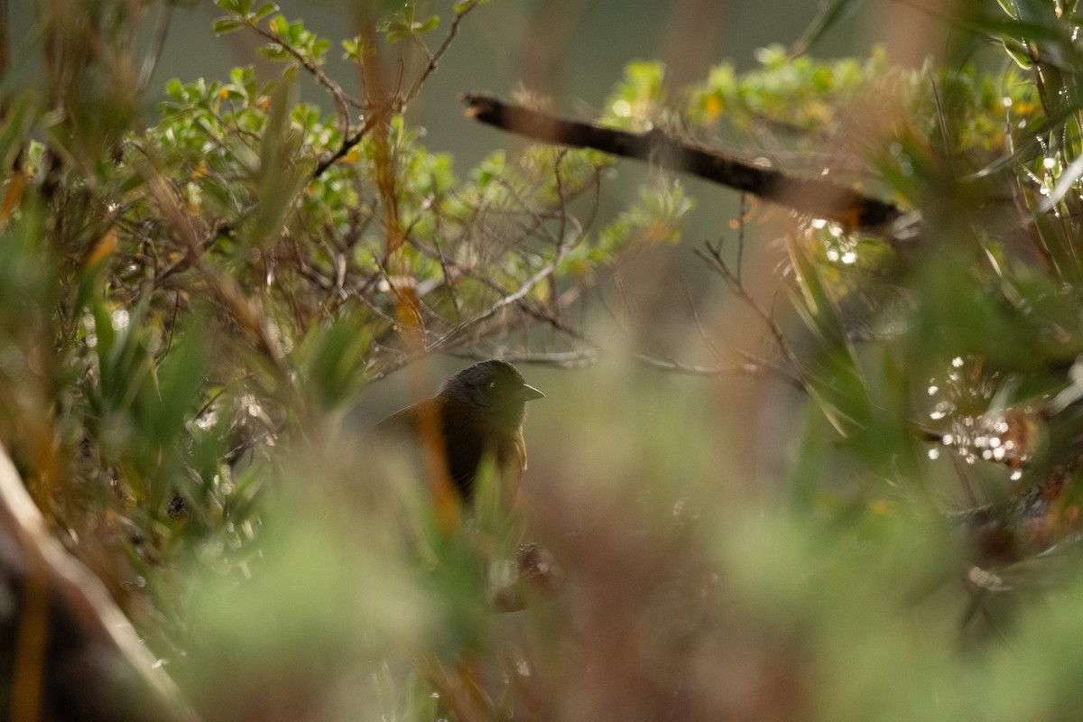 Large-footed Finch - ML636443179