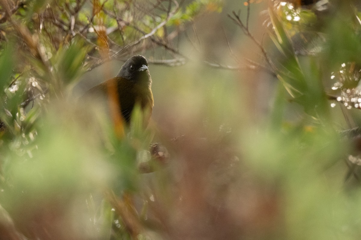 Large-footed Finch - ML636443180