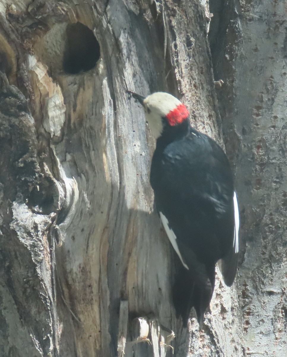 White-headed Woodpecker - ML636443284