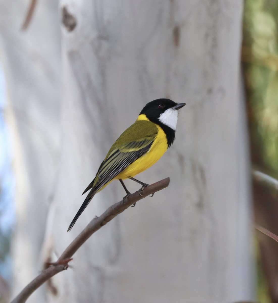Golden Whistler - ML636443304