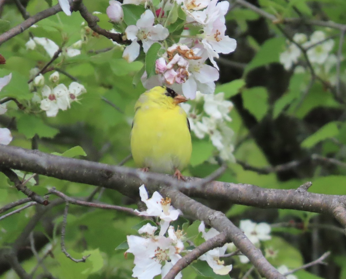 American Goldfinch - ML636443318