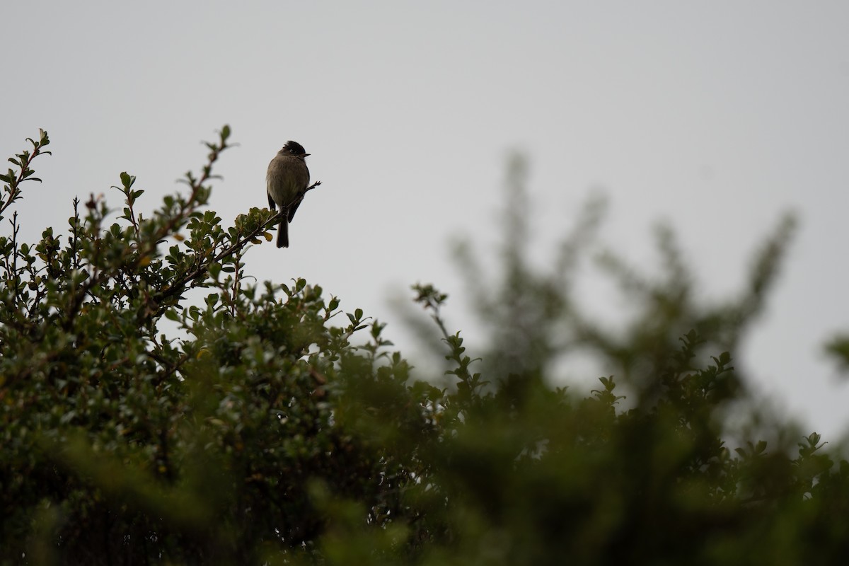Black-capped Flycatcher - ML636443371