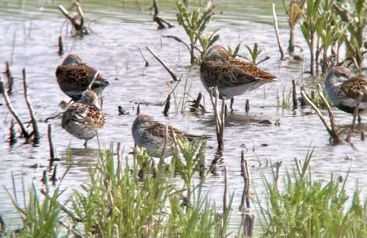 Weißbürzel-Strandläufer - ML636443380