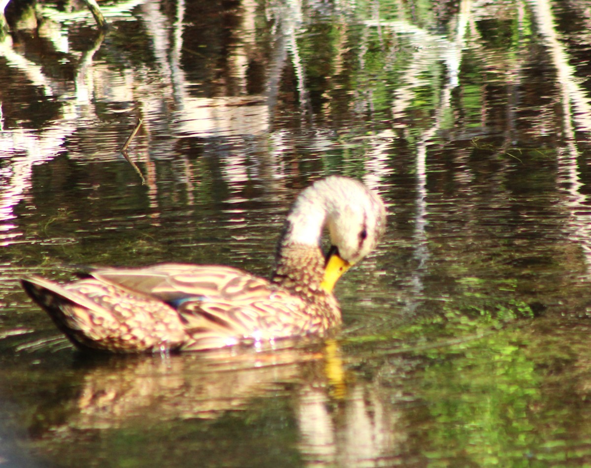 Mottled Duck - ML636443395