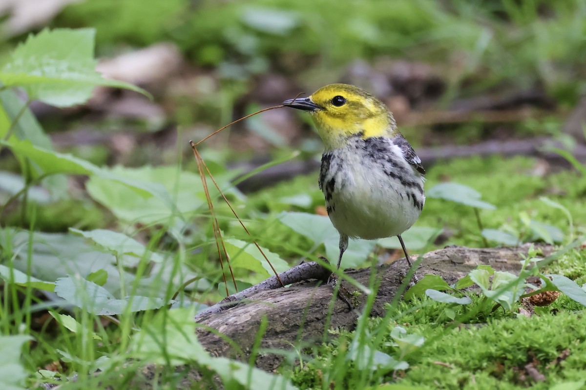 Black-throated Green Warbler - ML636443515