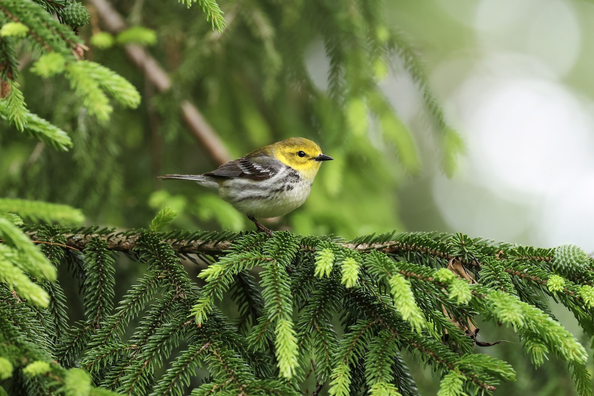 Black-throated Green Warbler - ML636443525
