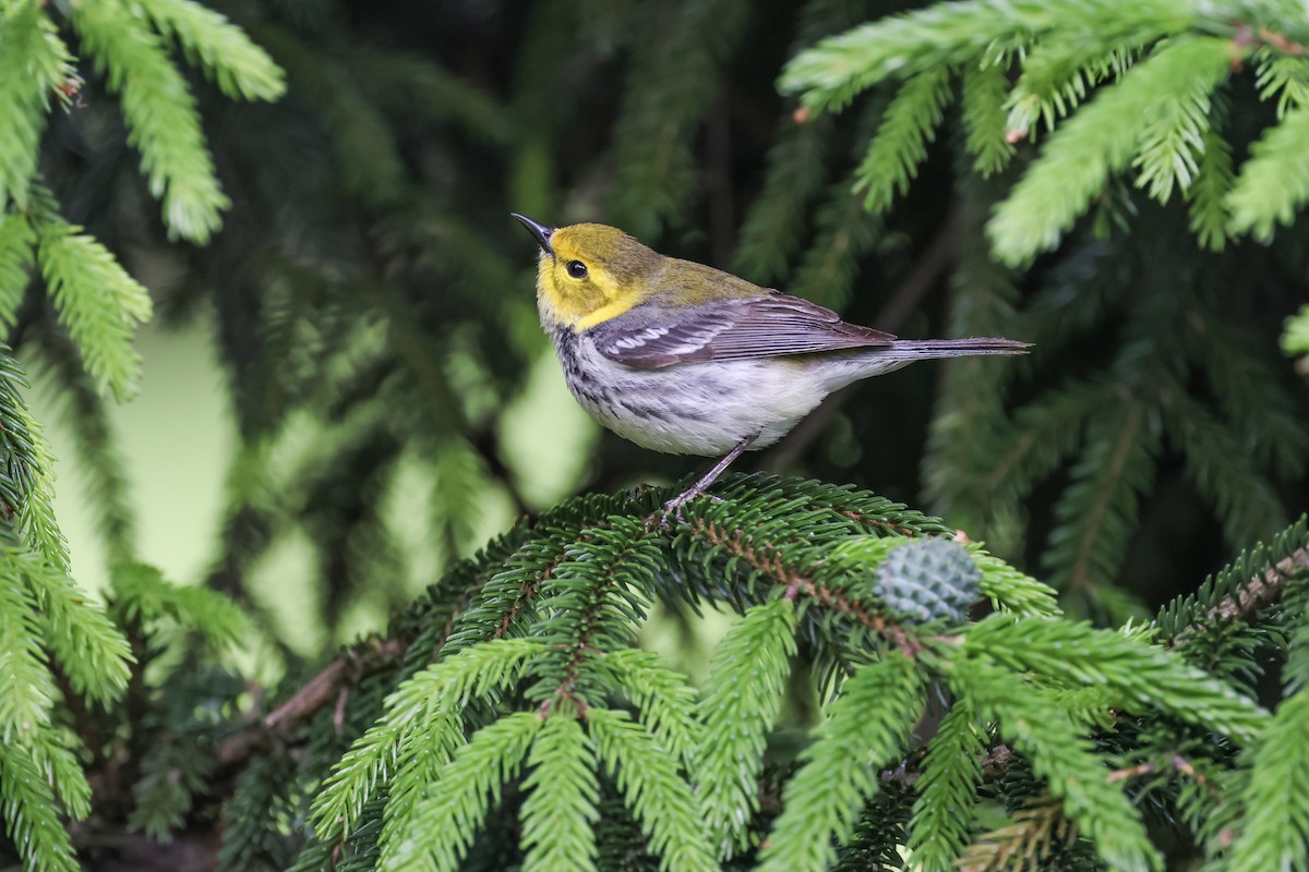 Black-throated Green Warbler - ML636443532