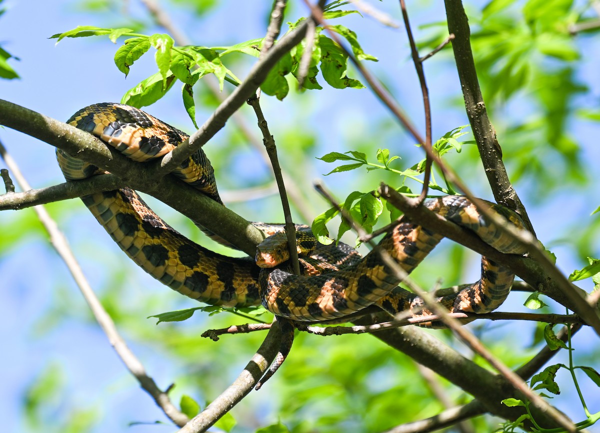 Fuchsnatter - ML636443554