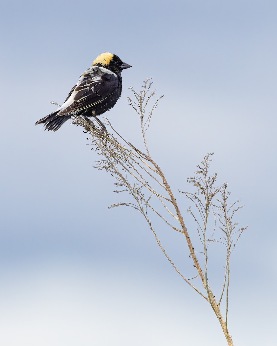 Bobolink - ML636443588