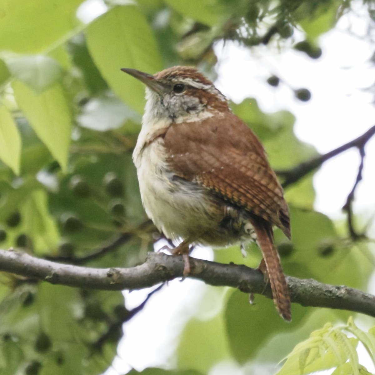 Carolina Wren - ML636443603