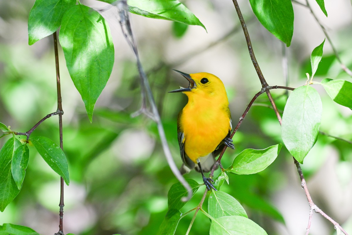 Zitronenwaldsänger - ML636443604