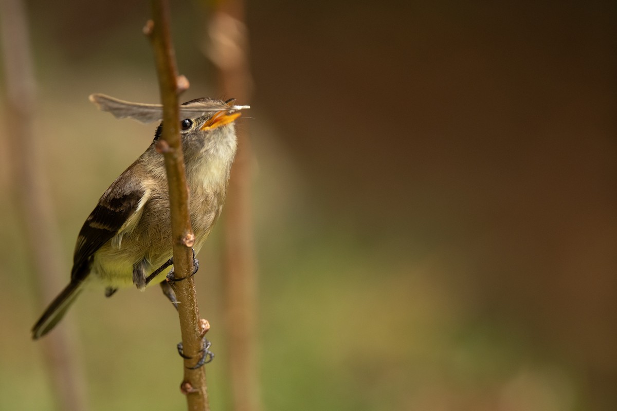 Black-capped Flycatcher - ML636443622